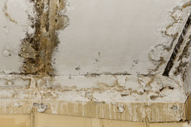 Best Attic Mold Removal  in Montpelier, IN