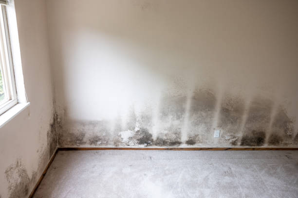 Best HVAC Mold Inspection and Cleaning  in Montpelier, IN