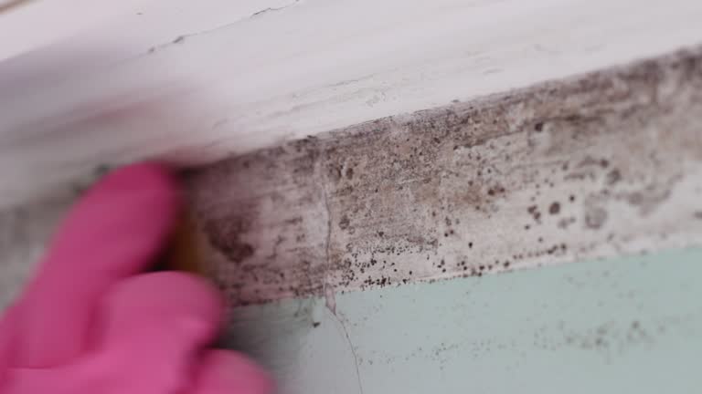 Montpelier, IN Mold Removal Company